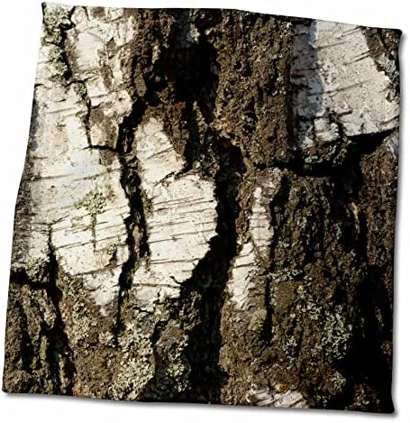 תמונת 3 של גראנג 'מואר שמש, קליפת ליבנה מחוספסת. מרקם עצי. נוף מקרוב - מגבות