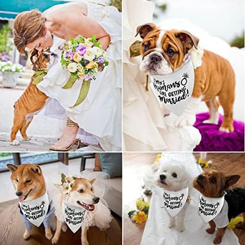 לבן בני האדם שלי מתחתנים עם מעורבות לחתונה של כלבים בנדנה, תמונות תמונות לחתונה, Lmshowowo כלב בנדנה הודעת אירוס