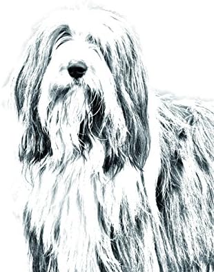 קולי מזוקן, מצבה סגלגלה מאריחי קרמיקה עם תמונה של כלב